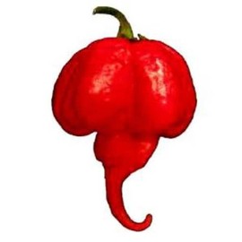 Trinidad Moruga Scorpion Pepper Seeds! 10 Seeds! Burning Hot! Comb. S/H!
