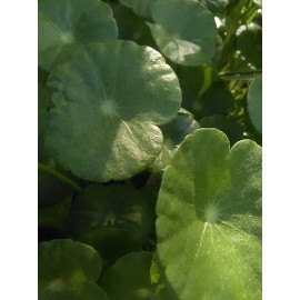 Unbranded Pennywort Many Stems !  Marginal, Pond  Plant &FREE Bog Plant