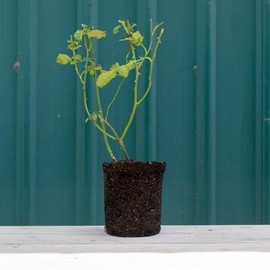 Heirloom Roses Rose Bush - Lyda Rose™ Live Blend/Multi-Color Plant for Outdoor Planting