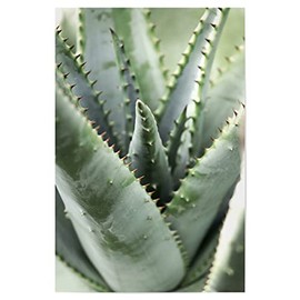 artboxONE Poster 30x20 cm Natur Aloe Vera helle Pastelltöne - Bild Aloe Vera botanik Close up