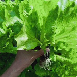 UUYYEO 30 Pcs Plastic Garden Slotted Mesh Net Cups Net Pots Bucket Basket for Hydroponics