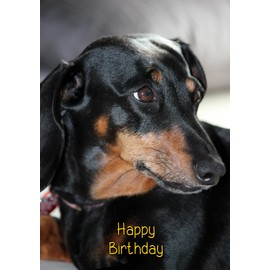 Dachshund Birthday Card