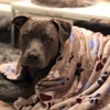 Nobby Classic LISSI 60882 Dog Blanket L x W 100