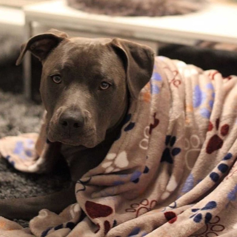 Nobby Classic LISSI 60882 Dog Blanket L x W 100