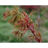 Sekka Yatsubusa Japanese Maple 2 - Year Plant