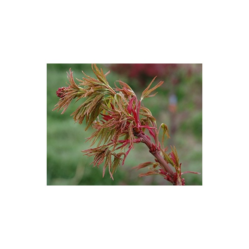 Sekka Yatsubusa Japanese Maple 2 - Year Plant