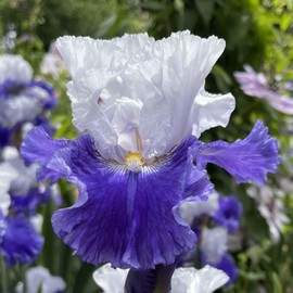 Eden Brothers Bearded Iris Bulbs - Fx Schreiner