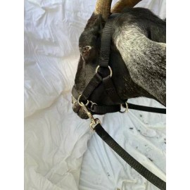 Goat Driving Halter Adjustable USA Made Heavy Duty Carter Pet Supply - Pink