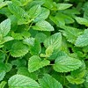 Melissa (Lemon Balm) 0.2 fl oz (5 ml) Incent Essential