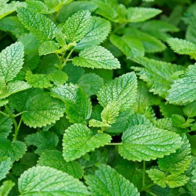Melissa (Lemon Balm) 0.2 fl oz (5 ml) Incent Essential