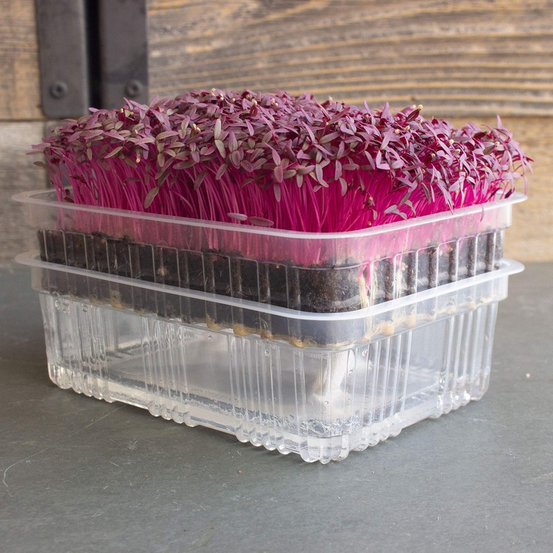 Re-usable Self-Watering Mini Microgreens Growing Trays - 2 Trays -