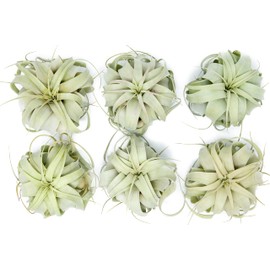 6 Pack Large Xerographica Air Plants 5 to 7 Inch Wide - Air Plants Live Tillandsia Succulent House Plants Holders- Available in Wholesale and Bulk Air Plant- Easy Care Indoor and Outdoor Plants