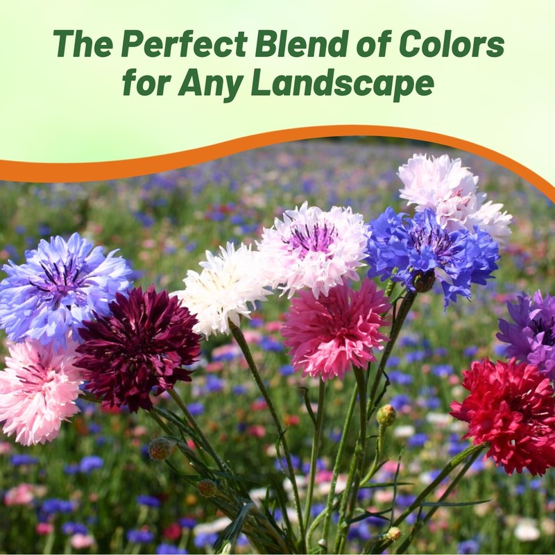 Outsidepride Dwarf Polka Dot Mix Cornflower Seeds - 1000 Pcs.