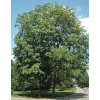 CZ Grain Northern Pecan Trees for Planting | Live Tree