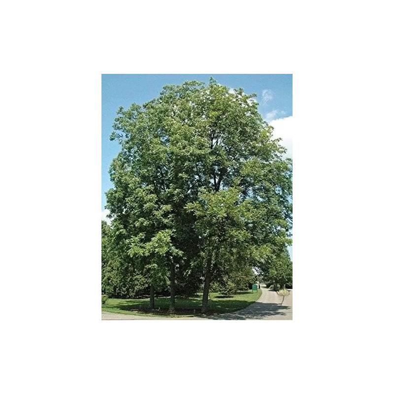 CZ Grain Northern Pecan Trees for Planting | Live Tree