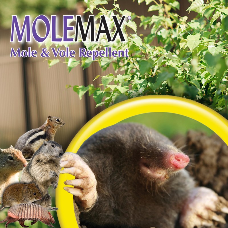 Bonide MOLEMAX Mole & Vole Repellent Granules, 10 lbs. Ready-to-Use,
