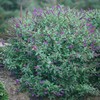 Proven Winner Miss Buddleia, 2 Gallon, Vibrant Violet Blooms (Miss