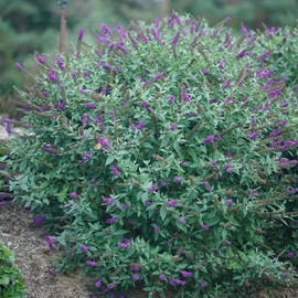 Proven Winner Miss Buddleia, 2 Gallon, Vibrant Violet Blooms (Miss Violet)