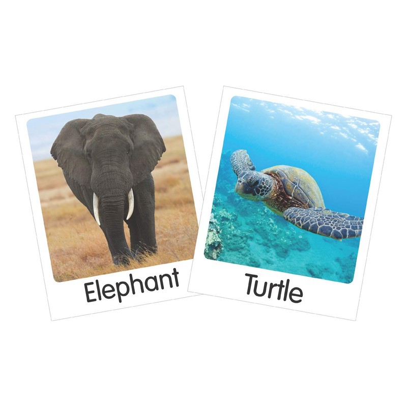 TEACH PLAY Paquete de Flash Cards Animals Idioma: Inglés 45