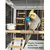 DIYUQISHI 12-Pack Bird Bell Ball Chew Toys, Non-Toxic PP, Cage