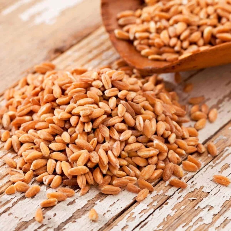Organic Emmer Farro Seeds (200) / ANCIENT WHEAT / GRAIN