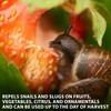 Monterey All Natural Snail & Slug Spray, for Organic Gardening,