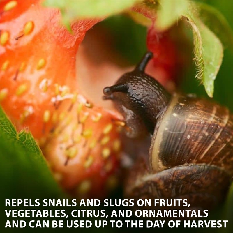 Monterey All Natural Snail & Slug Spray, for Organic Gardening,