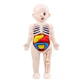 Deluxe Rompecabezas 3d Cuerpo Humano Juguete Didáctico Niñas Niños