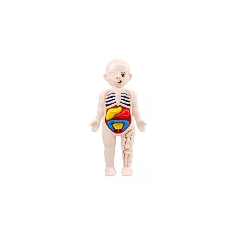 Deluxe Rompecabezas 3d Cuerpo Humano Juguete Didáctico Niñas Niños