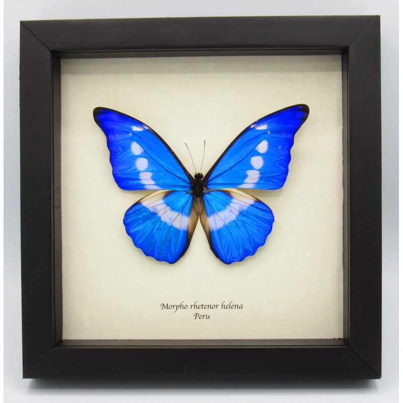 Real mounted red Tiger moth - Arctia festiva - A1/A1-