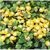 Aeyistry 100PCS Wooden Bee,Flatback Self-Adhesive Wood Bumble Bees for Scrapbooking
