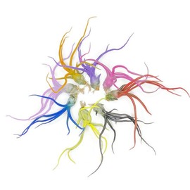 Bulbosa Air Plant, Guatemala Tillandsia Live Airplant, Healthy Arrival Guaranteed, Great Indoor Plant, Home Decor & Gift (Rainbow #2)