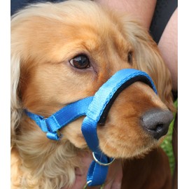 Headcollar Dog Halter/Training Head Collar Training Tool Dog, Head Harness to Stop Pulling on the Lead, Easy to Use, Padded Nose Band, Adjustable (3, Blue)