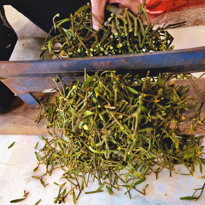 Jirisan Baemsagol natural mistletoe 300g dried oak winter mistletoe /