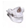MiniMex 3D Paquete De 4 Modelos Anatómicos Maxilar Y Mandíbula