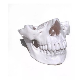 MiniMex 3D Paquete De 4 Modelos Anatómicos Maxilar Y Mandíbula 3d