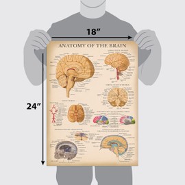Palace Learning Vintage Brain Anatomy Poster - Laminated - Anatomical Chart of the Human Brain - 18" x 24"