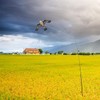 flyonte Bird Hawk Flying Kite with Pole Crop Protector Bird