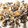 Tiny Mixed Ocean Beach Spiral Seashells &10 Small Starfish -