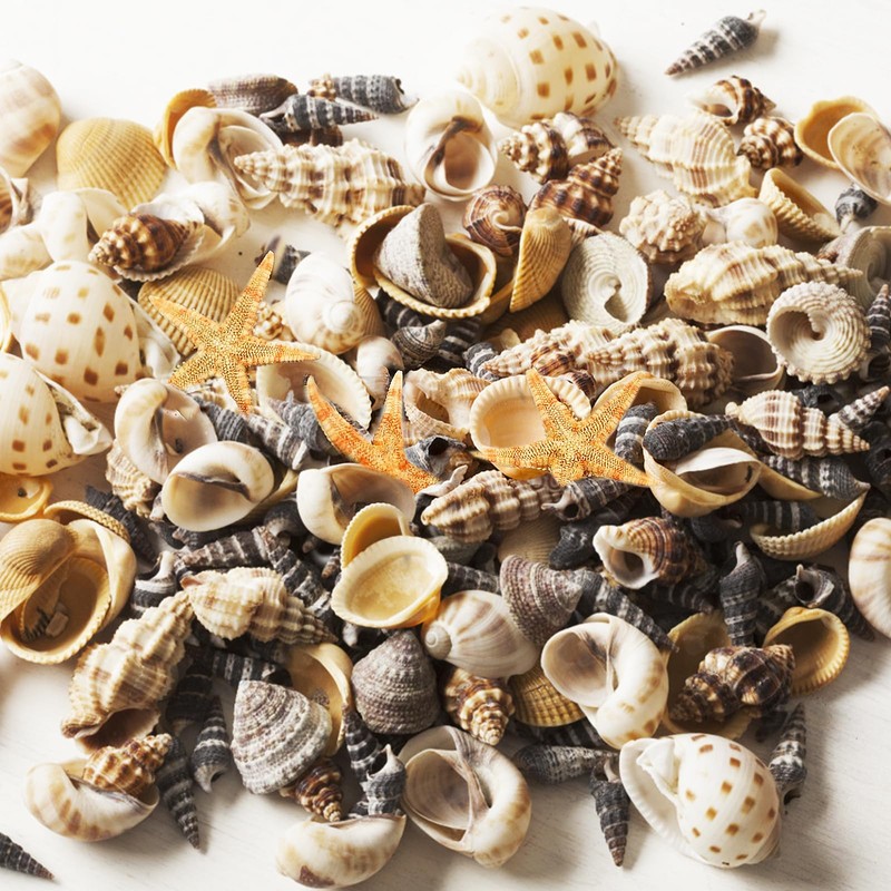 Tiny Mixed Ocean Beach Spiral Seashells &10 Small Starfish -