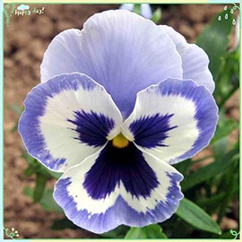 zellajake Rare Flower Plant Seeds 50+ Pansy Seeds - Adonis