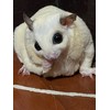 PETIVORE Premium Fish Stick for Sugar Glider and Small Exotic