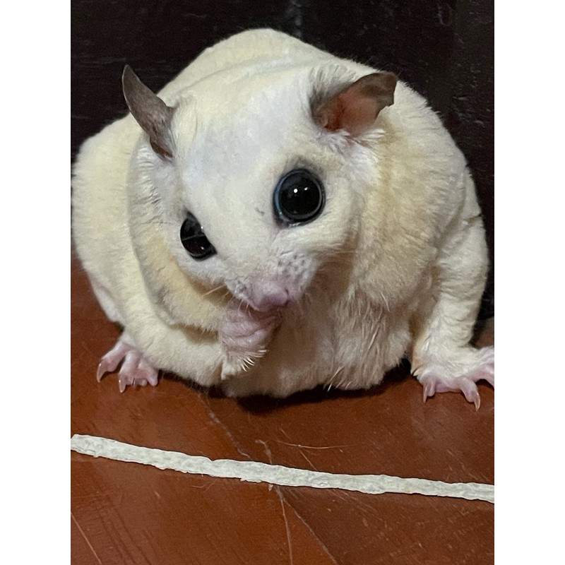 PETIVORE Premium Fish Stick for Sugar Glider and Small Exotic