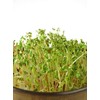 Red Clover Microgreen Seeds - Non-GMO - 2 Ounces