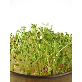 Red Clover Microgreen Seeds - Non-GMO - 2 Ounces