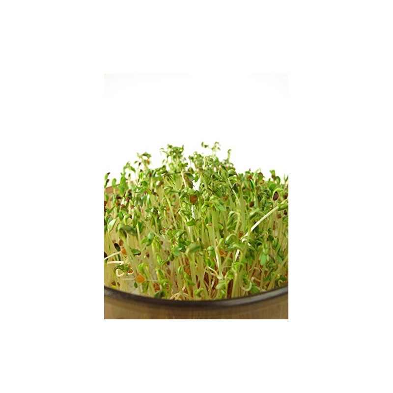 Red Clover Microgreen Seeds - Non-GMO - 2 Ounces