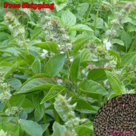 Treevale Lemon Basil Seeds | Lao,Persian,Wh - 2.5k Seeds or 1/8 OZ W/Tracking