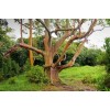 Toadstool Seeds 50 Mixed Gum Eucalyptus Seeds Tree Flower Perennial
