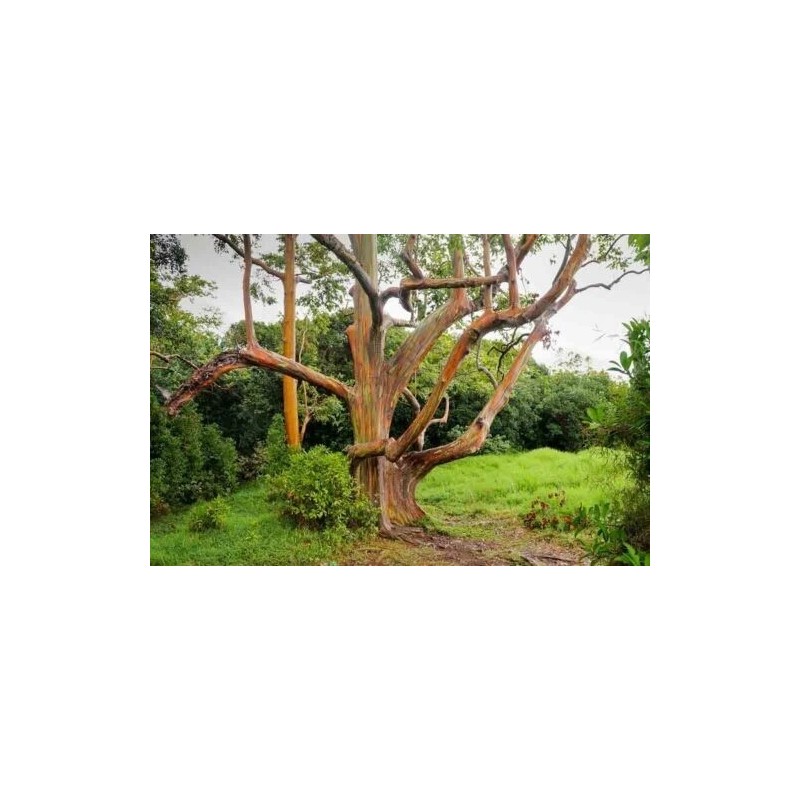 Toadstool Seeds 50 Mixed Gum Eucalyptus Seeds Tree Flower Perennial