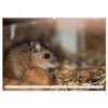 Die Maus im Vogelhaus (Wandkalender 2026 DIN A2 quer), CALVENDO